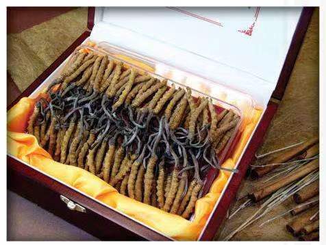 邻水冬虫夏草回收